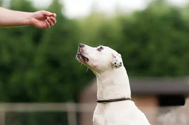 Boynton beach dog training