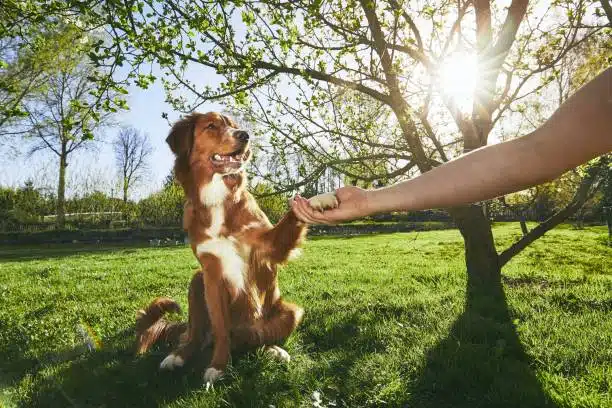 wellington dog training