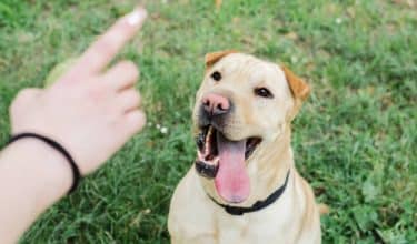 hialeah dog training