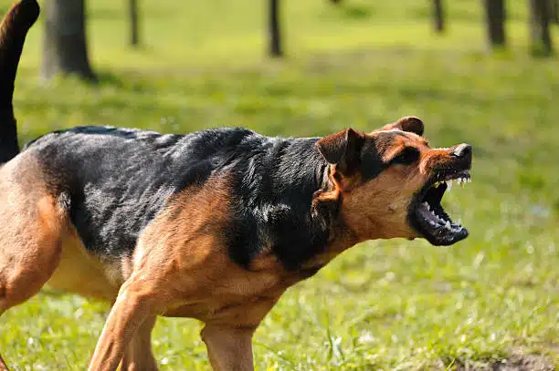 aggressive dog training