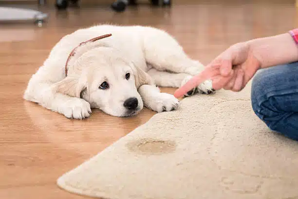 dog obedience training pompano beach