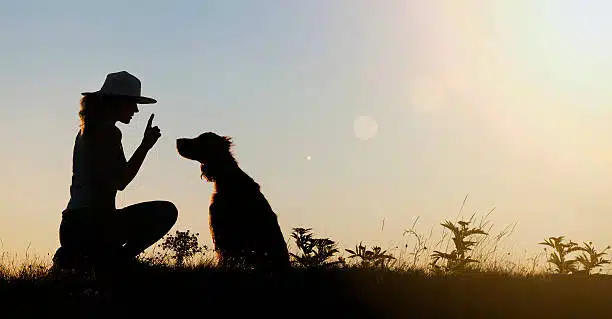 dog obedience training west palm beach
