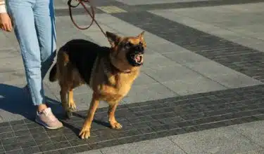 Reactive Dog Training